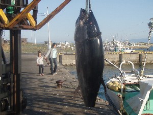 08年9月14日水揚げ 体験型民宿 葵